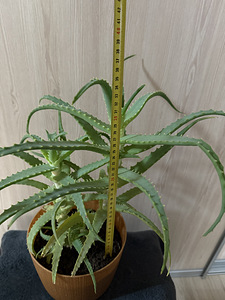 Aloe (2 foto / 2)