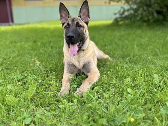 Otsime emast koera meie Malinois isasele.
