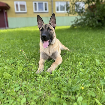 Otsime emast koera meie Malinois isasele.