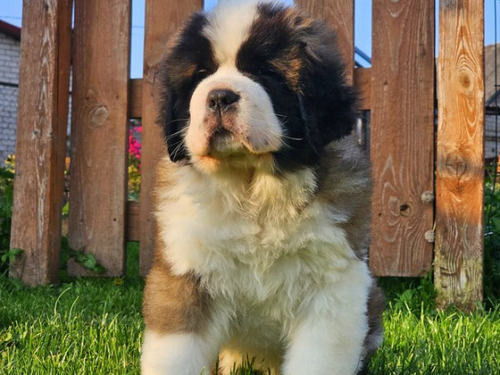 SaintBernard Puppy