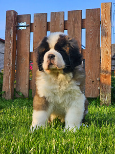 SaintBernard Puppy (1 foto no 6)