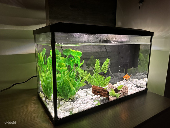 Kalade akvaarium