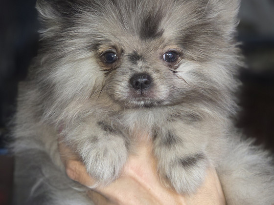 Pomeranian