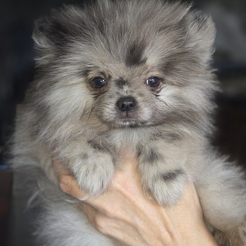 Pomeranian