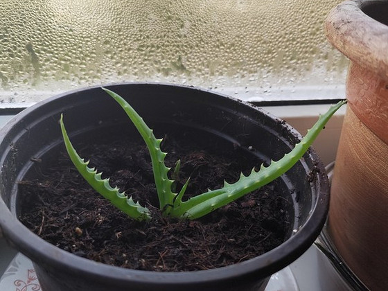Aaloe
