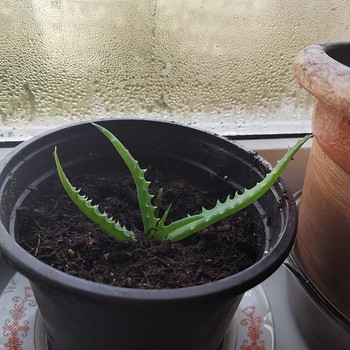 Aaloe