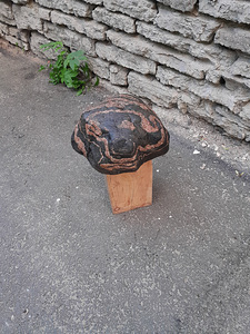 PANDA kivi (2 foto / 3)