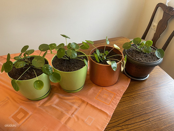 Rahalill ehk pilea ehk Hiina rahapuu