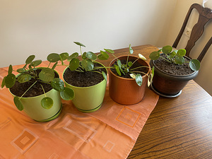 Rahalill ehk pilea ehk Hiina rahapuu (1 foto / 5)