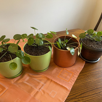 Rahalill ehk pilea ehk Hiina rahapuu