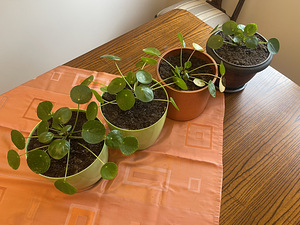 Rahalill ehk pilea ehk Hiina rahapuu (2 foto / 5)