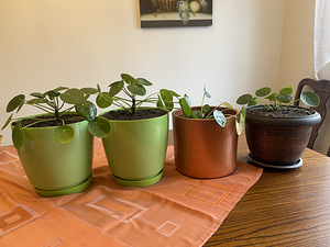Rahalill ehk pilea ehk Hiina rahapuu (3 foto / 5)