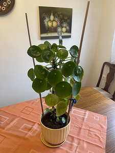 Rahalill ehk pilea ehk Hiina rahapuu (5 foto / 5)