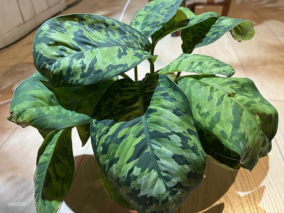 Homalomena Wallis
