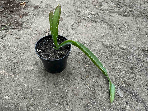 Pitahaya