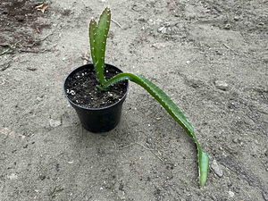 Pitahaya (1 foto / 1)