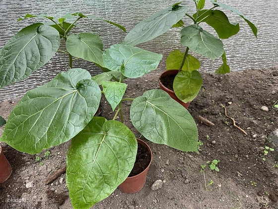 Tamarillo (tomatipuu)