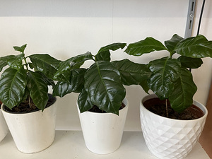 Arabica kohv (1 foto / 1)