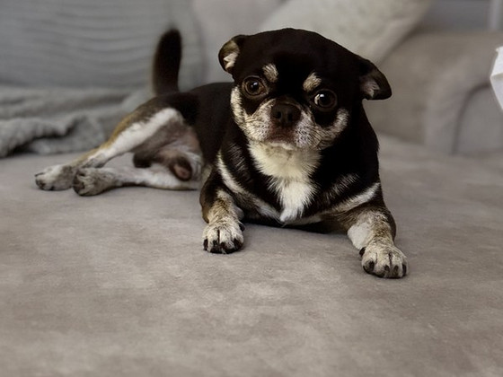 Chihuahua paaritus
