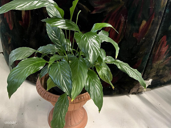 Spathiphyllum
