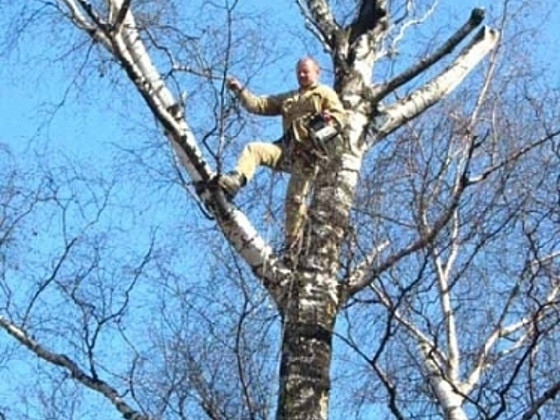 Спиливание и обрезка деревьев