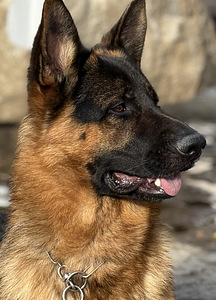 Saksa lambakoer (1 foto / 5)