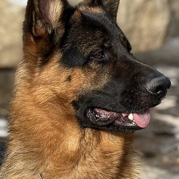 Saksa lambakoer