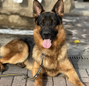 Saksa lambakoer (2 foto / 5)