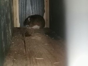 TUHKRU LÕKS (PÜÜNIS) (5 foto / 9)