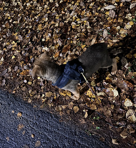 Koiranpentu (1 valokuva sivusta 1)