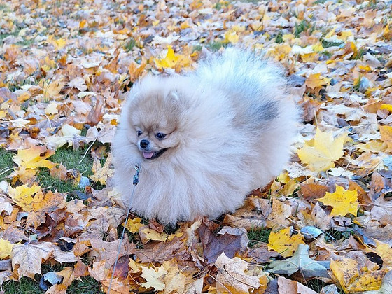 Pomeranian koer paaritamiseks