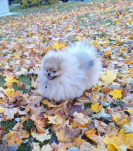 Pomeranian koer paaritamiseks (1 foto / 3)