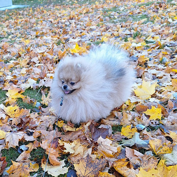 Pomeranian koer paaritamiseks