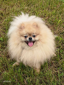 Pomeranian koer paaritamiseks (2 foto / 3)