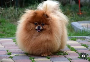 Pomeranian koer paaritamiseks (3 foto / 3)