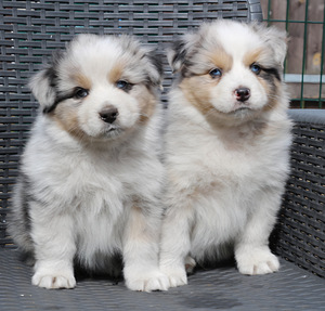 Aussi merle & tricolor (3 foto / 9)