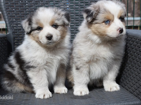 Aussi merle & tricolor