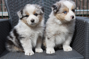 Aussi merle & tricolor (1 foto / 9)