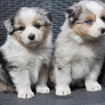 Aussi merle & tricolor