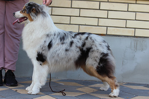 Aussi merle & tricolor (8 foto / 9)