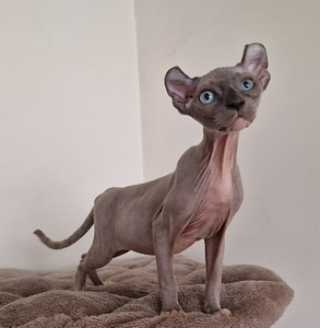 Котенок эльфа (1 фото из 4)