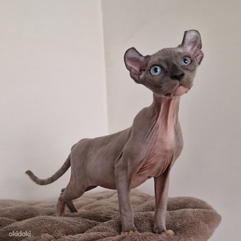 Котенок эльфа