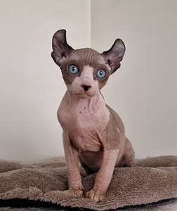 Котенок эльфа (3 фото из 4)
