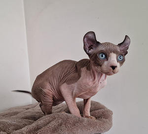 Котенок эльфа (4 фото из 4)