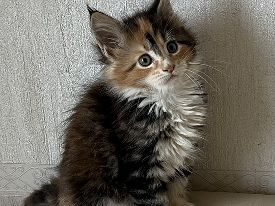 Котенок Муйн кун