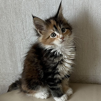 Котенок Муйн кун