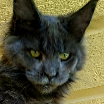 Maine coon toutunnistusega