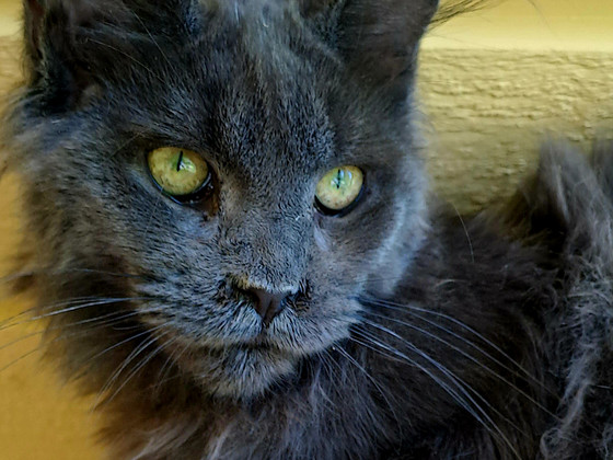 Maine coon toutunnistusega