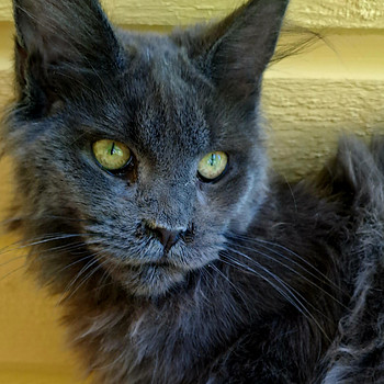 Maine coon toutunnistusega