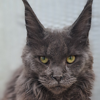 Maine coon toutunnistusega